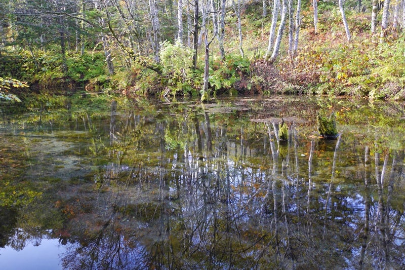 摩周湖の伏流水からできているという言い伝えのある池「神の子池」／北海道清里町