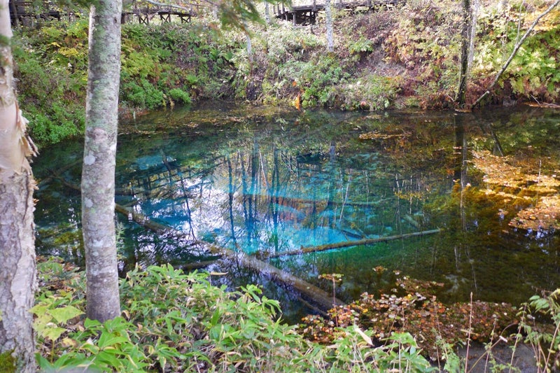 摩周湖の伏流水からできているという言い伝えのある池「神の子池」／北海道清里町