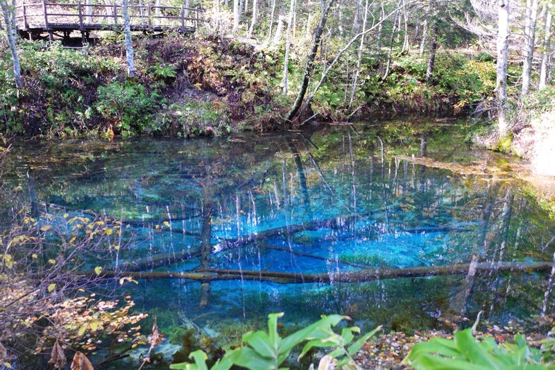 摩周湖の伏流水からできているという言い伝えのある池「神の子池」／北海道清里町