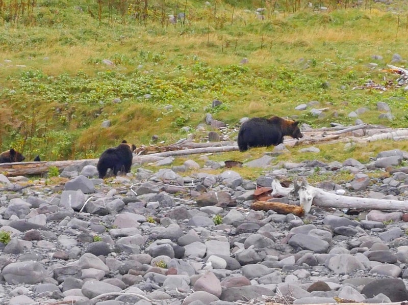 世界自然遺産「知床クルーズ」でカムイワッカの滝と野生のヒグマ見たよ／北海道知床