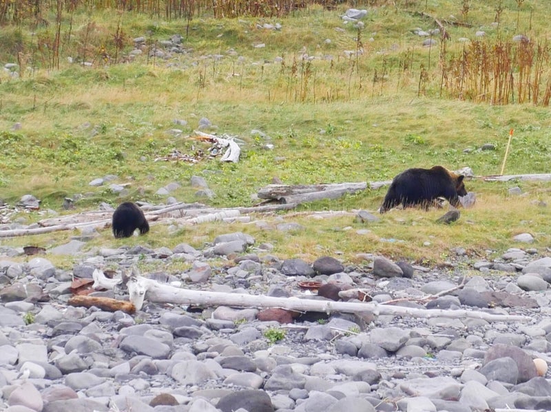 世界自然遺産「知床クルーズ」でカムイワッカの滝と野生のヒグマ見たよ／北海道知床