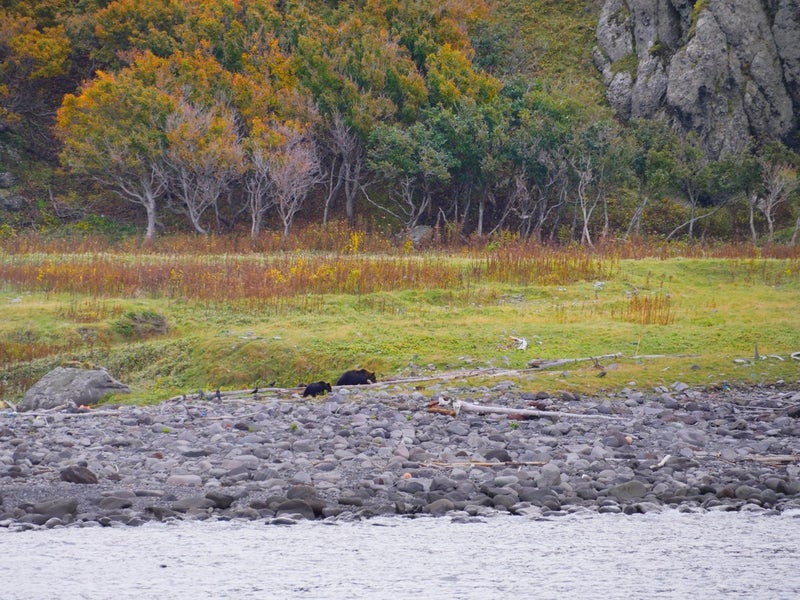 世界自然遺産「知床クルーズ」でカムイワッカの滝と野生のヒグマ見たよ／北海道知床